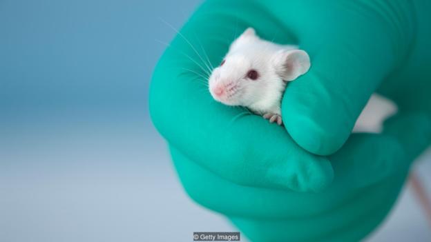 研究人员将一定剂量的“益生菌”移植到无菌小鼠体内后，发现其压力反应明显减小。