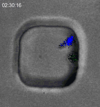T细胞（蓝）追捕淋巴瘤细胞（绿），而后培养基中的PI与淋巴瘤细胞胞质中的RNA结合发出红色荧光