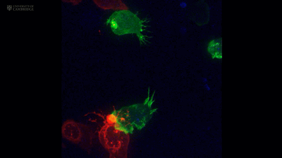 CTL细胞（绿色）和靶细胞（红色）接触后，中心体（蓝色）向着靶细胞移动