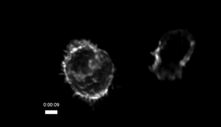 CTL细胞向微柱间伸出的凸起，微柱未显示